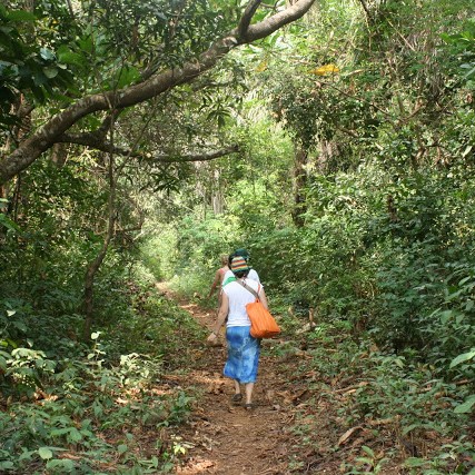 Guided walks in Sierra Leone’s tropical forest – Holiday Resort in ...